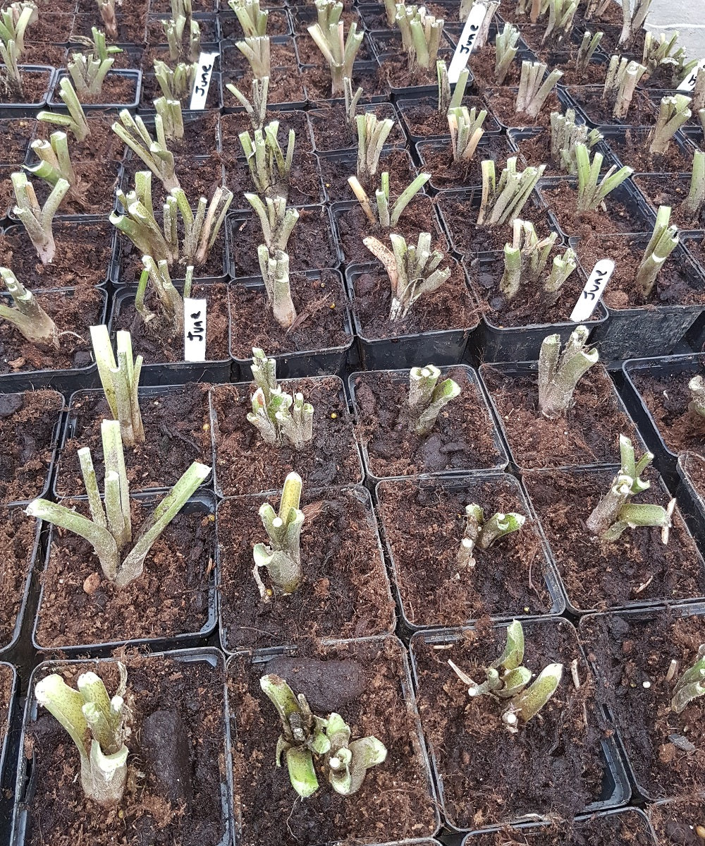 Cutting Hostas Back