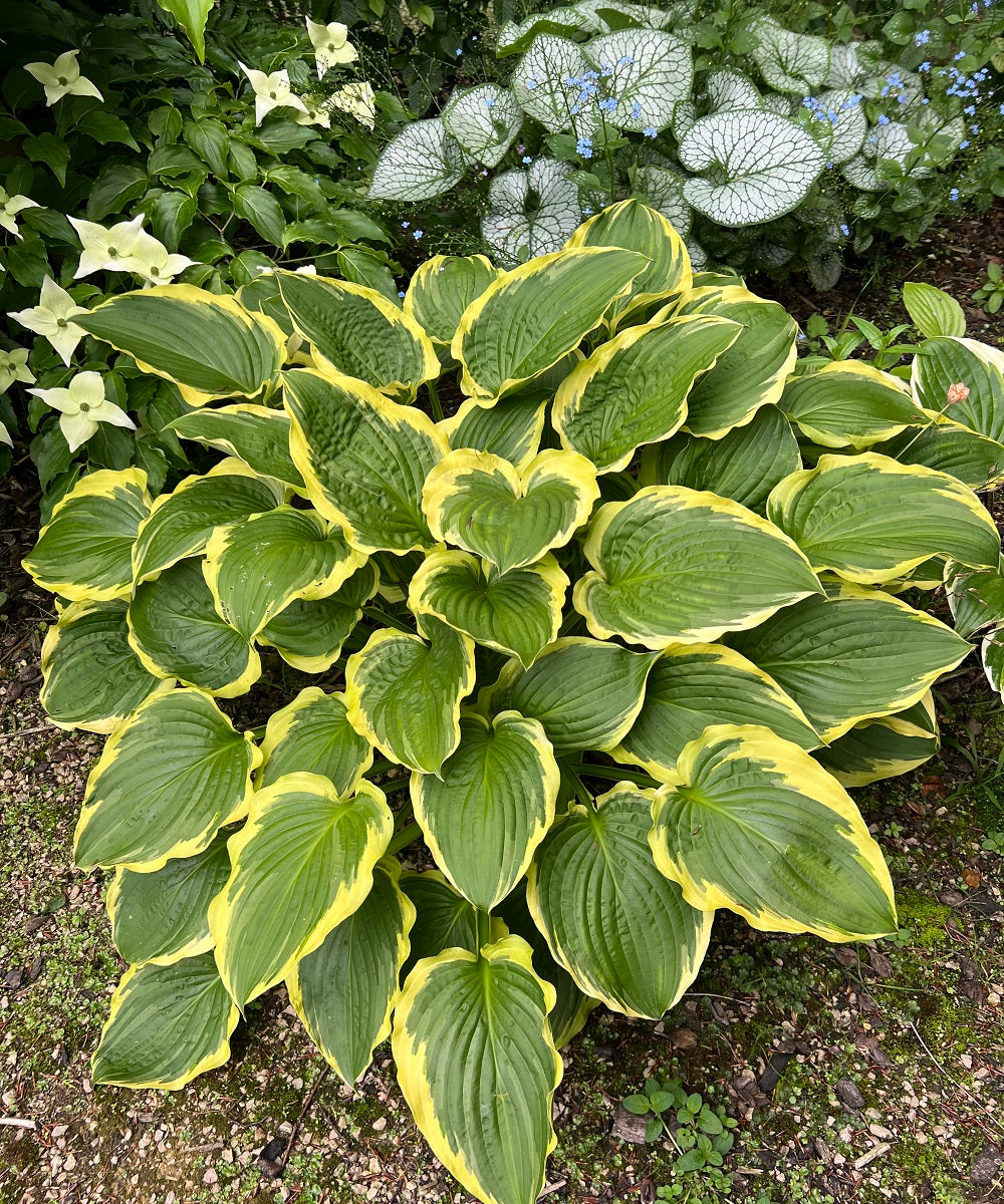 Top Variegated Hostas for Stunning Foliage