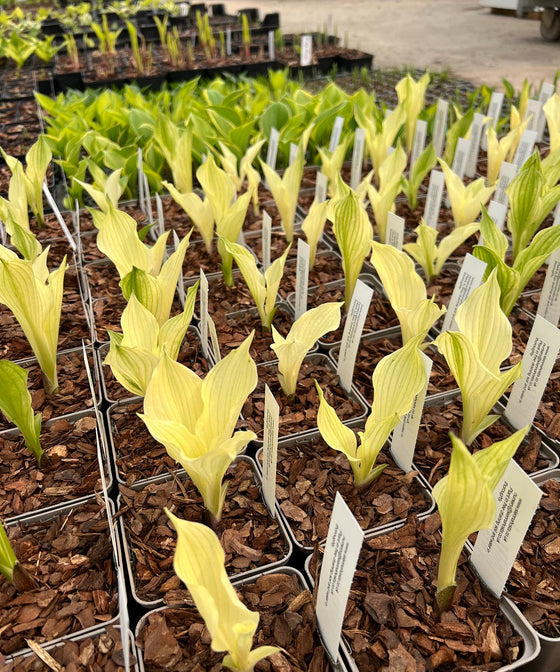 Let's Talk About 'White Feather'...