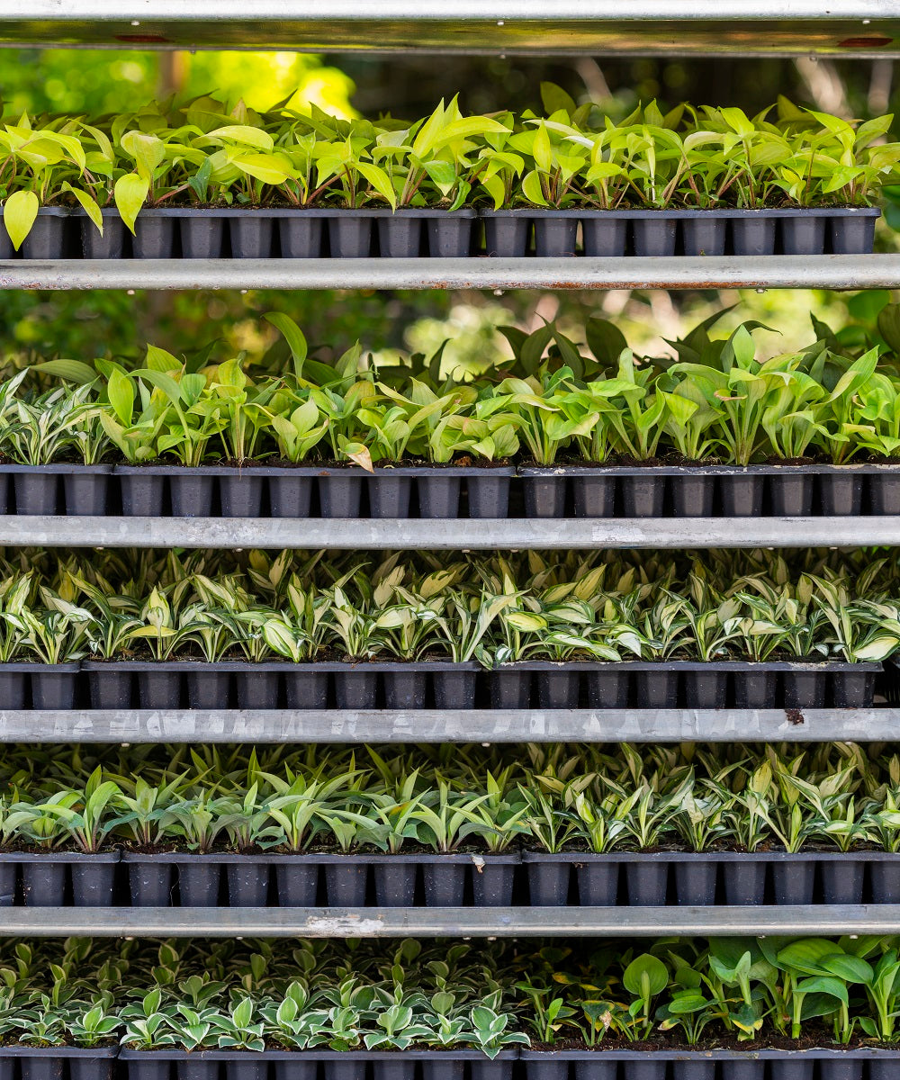 Hosta Propagation Methods