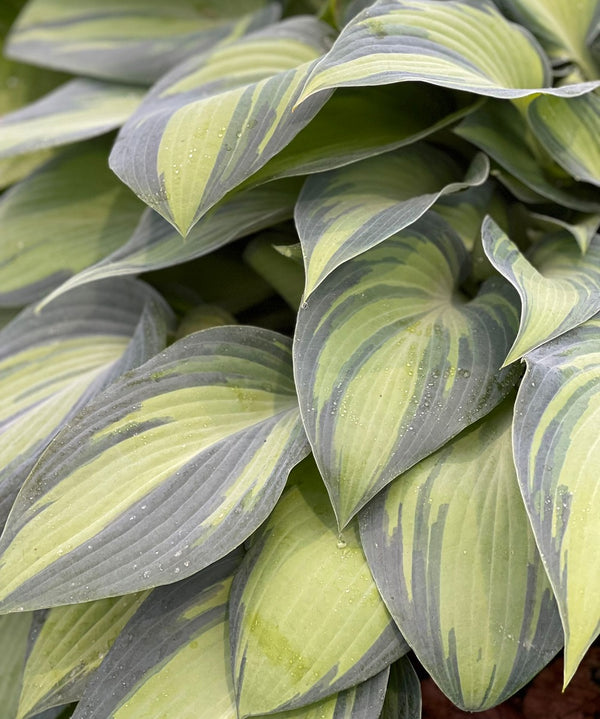 3 Top Tips for Perfect Hostas Sienna Hosta
