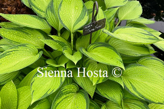 hosta june fever plant Hosta 'June Fever'