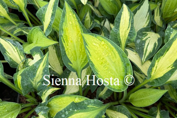 Hosta 'Happy Dayz' - Sienna Hosta