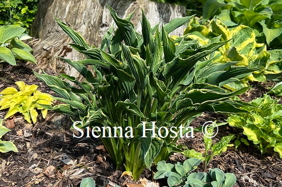 hosta praying hands plant Hosta 'Praying Hands'