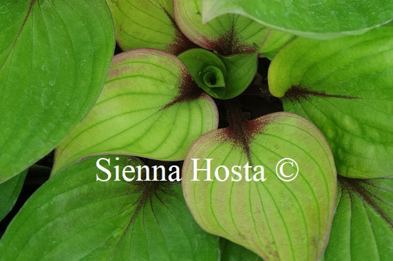 Hosta First Blush - Sienna Hosta