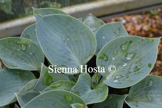 Hosta 'Bill Dress's Blue'