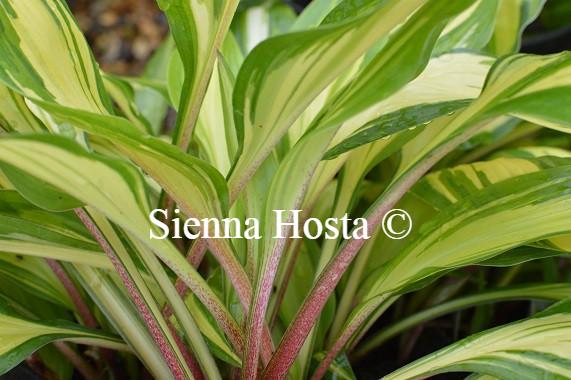 Hosta 'Cherry Berry'