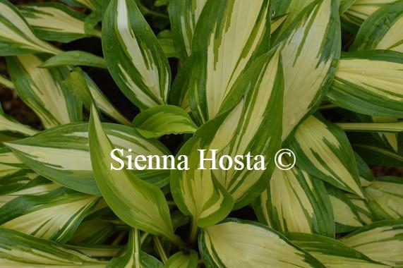 Hosta 'Cherry Berry'