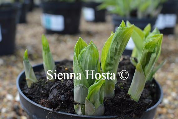 hosta-brim-cup-sienna-hosta