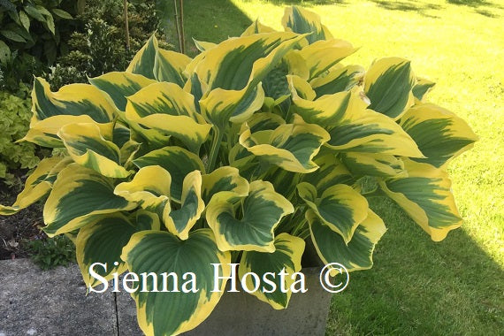 Hosta 'Liberty'