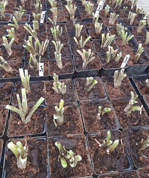 Cutting Hostas Back