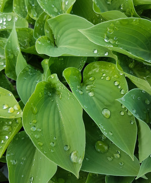 Hosta Blue Cadet Vigorous Variety