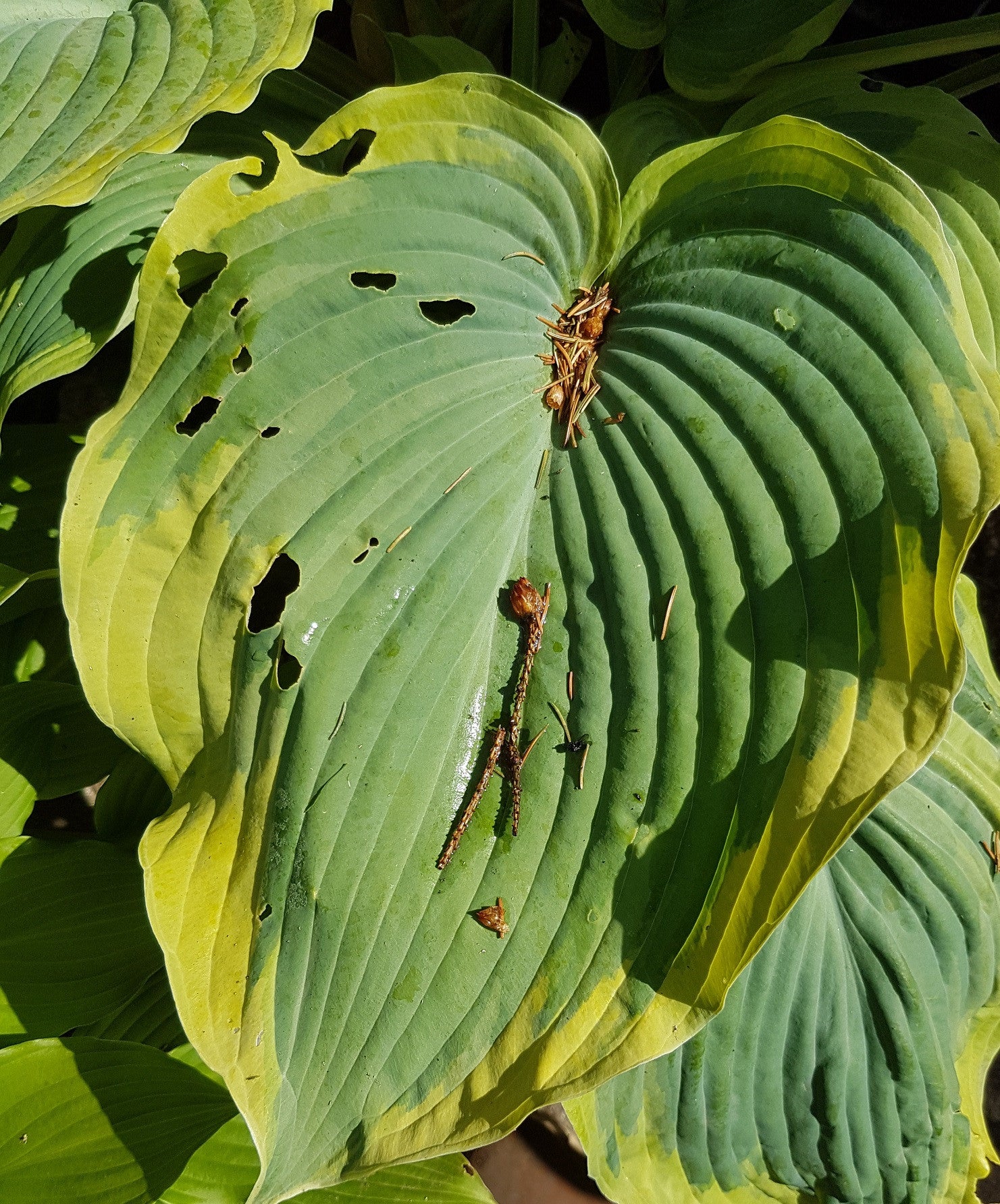 Slug damage on hostas