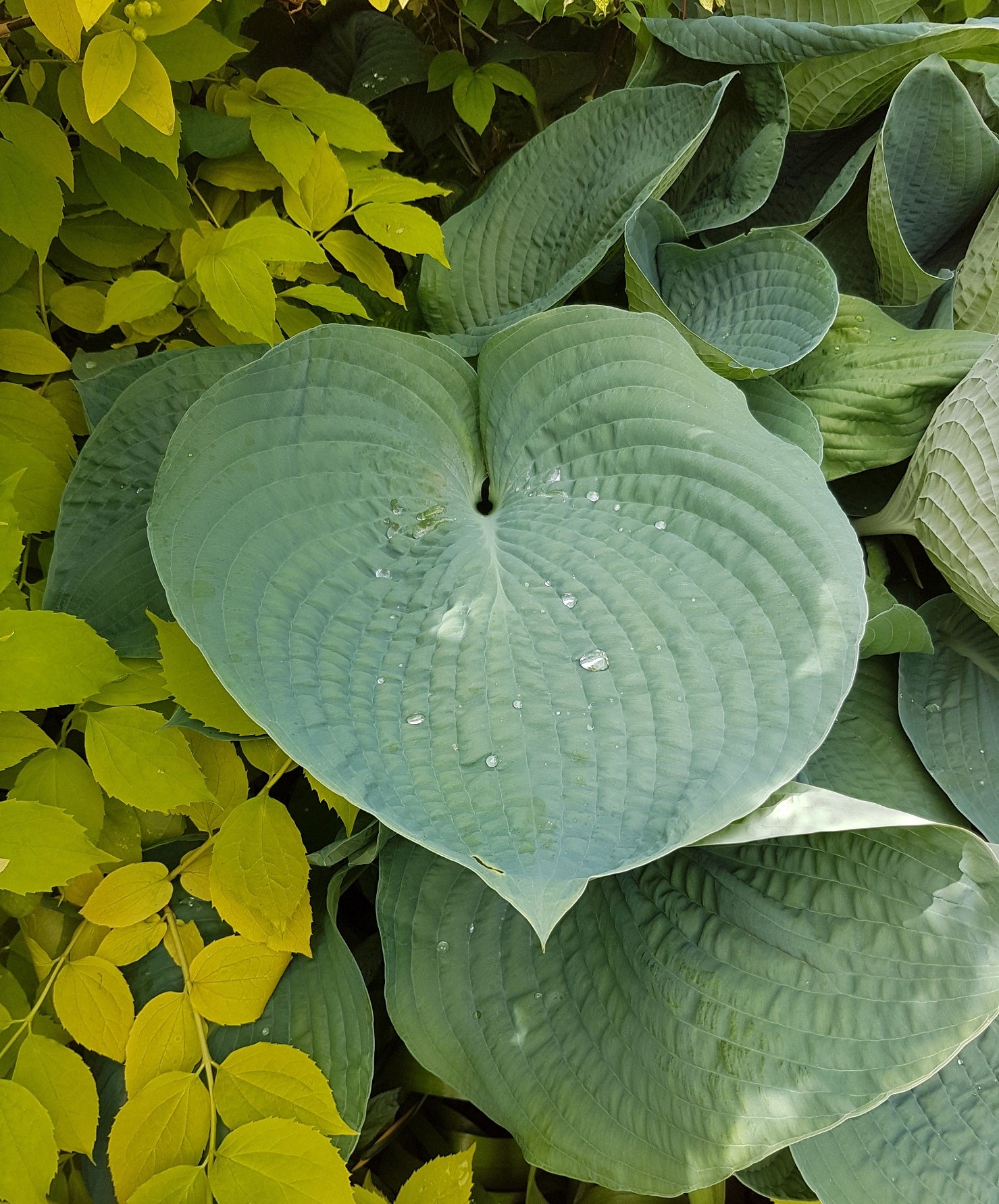 Growing Blue Hostas - Sienna Hosta Growing Blue Hostas - Sienna Hosta