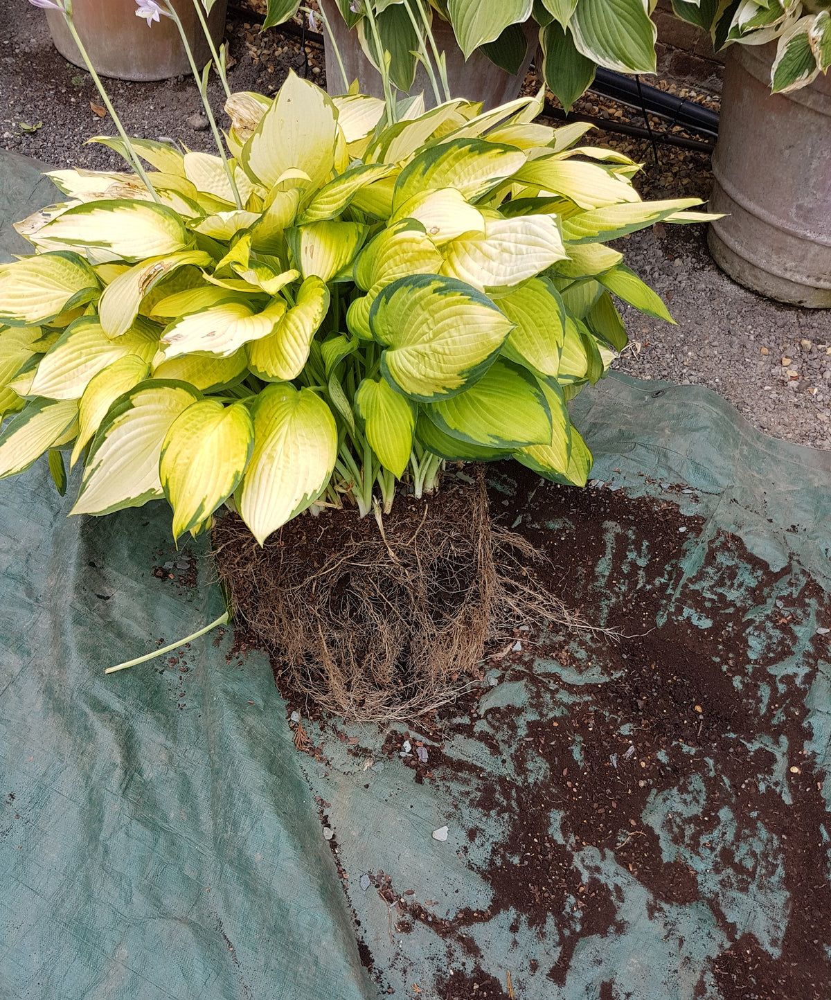 Dividing Hostas - Sienna Hosta
