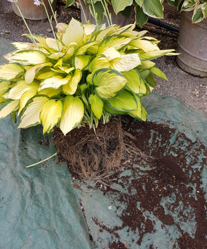 Dividing Hostas