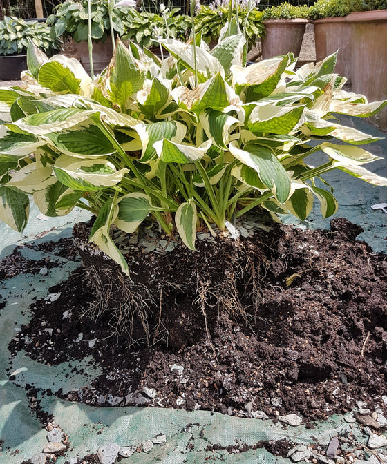 Can You Move a Hosta? When Transplanting Works Best
