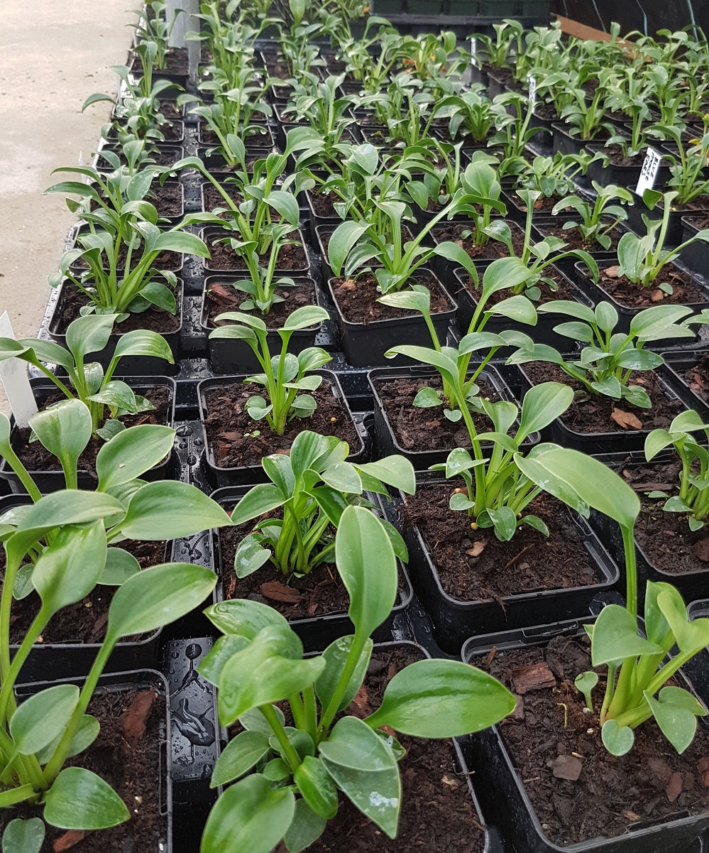 Growing Hostas from Seed - Sienna Hosta