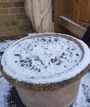 Hosta in the snow