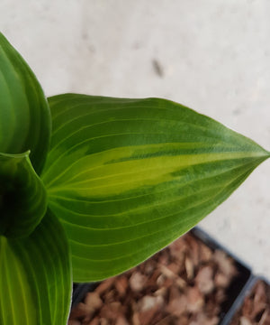 HVX (Hosta Virus X) - Should I Be Worried?