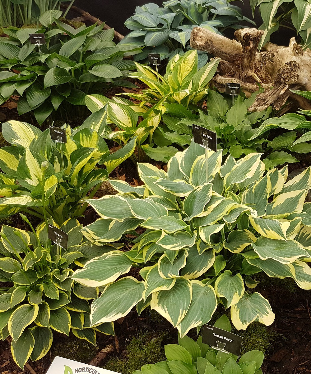 Hosta of The Year