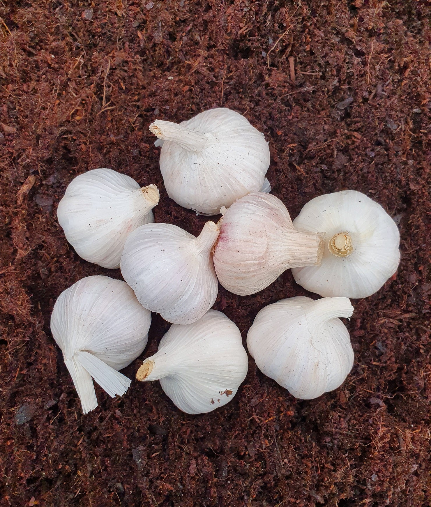 Hosta Garlic Wash Recipe