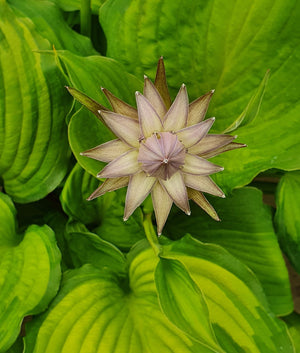 Fragrant Hostas