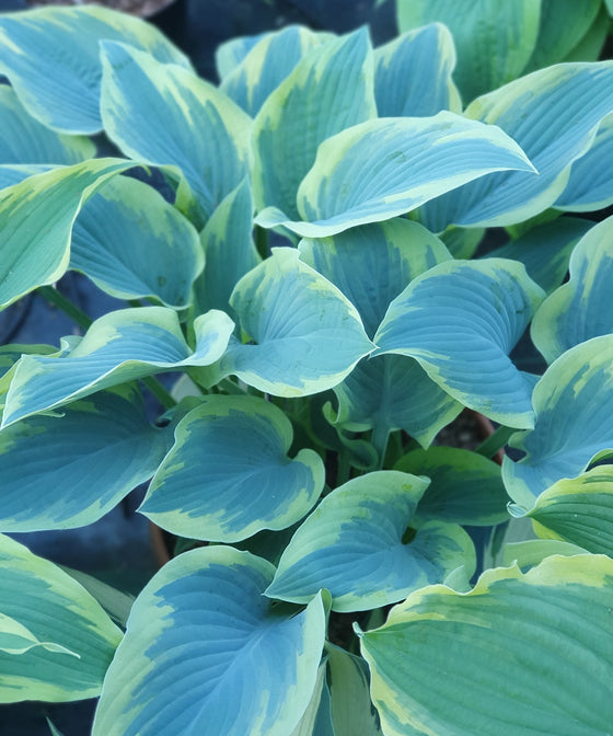 Hosta 'Rebel Heart'