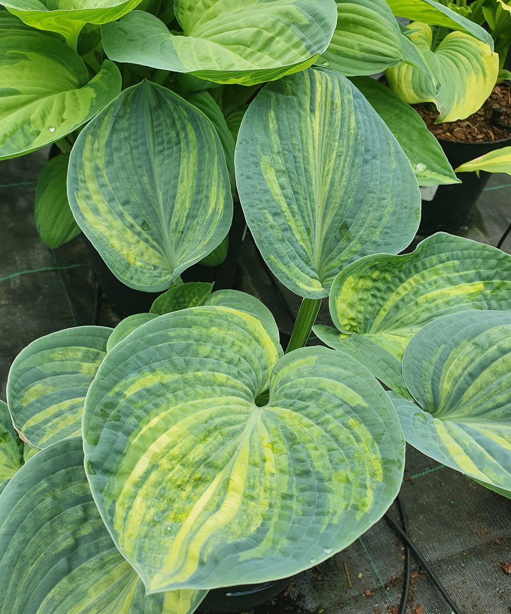 Hostas Rhs Streaked Hostas - Sienna Hosta