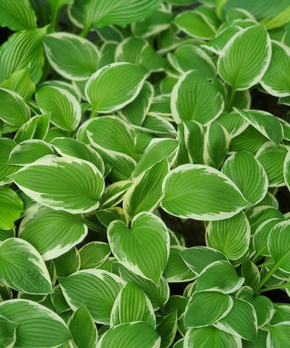 Do Hostas Spread and Multiply?
