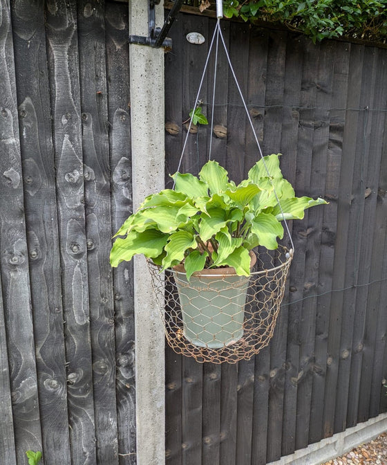 Hostas in Hanging Baskets