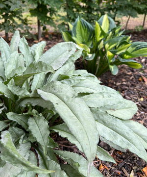 Hosta Companion Plants