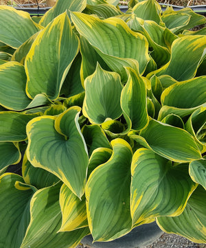 Hosta Sagae Giant Hosta