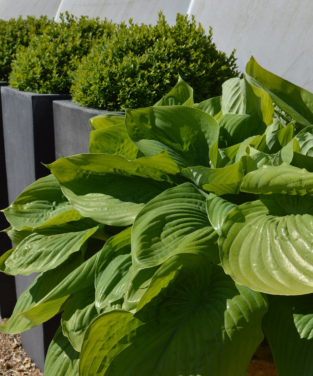 Hostas in Urban Landscaping