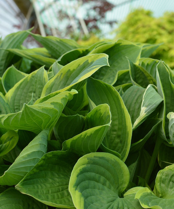 Hostas and Climate Change: Adapting Care Practices
