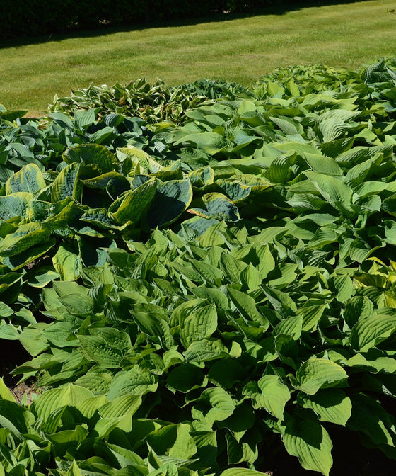 Hostas in Historical Gardens