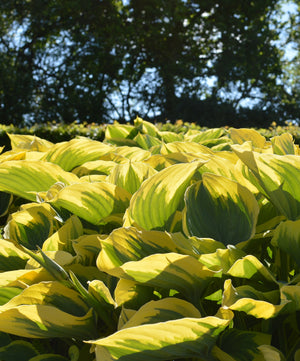 Hosta Liberty