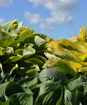 Hosta History