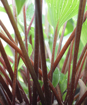 Red Stem / petiole hostas