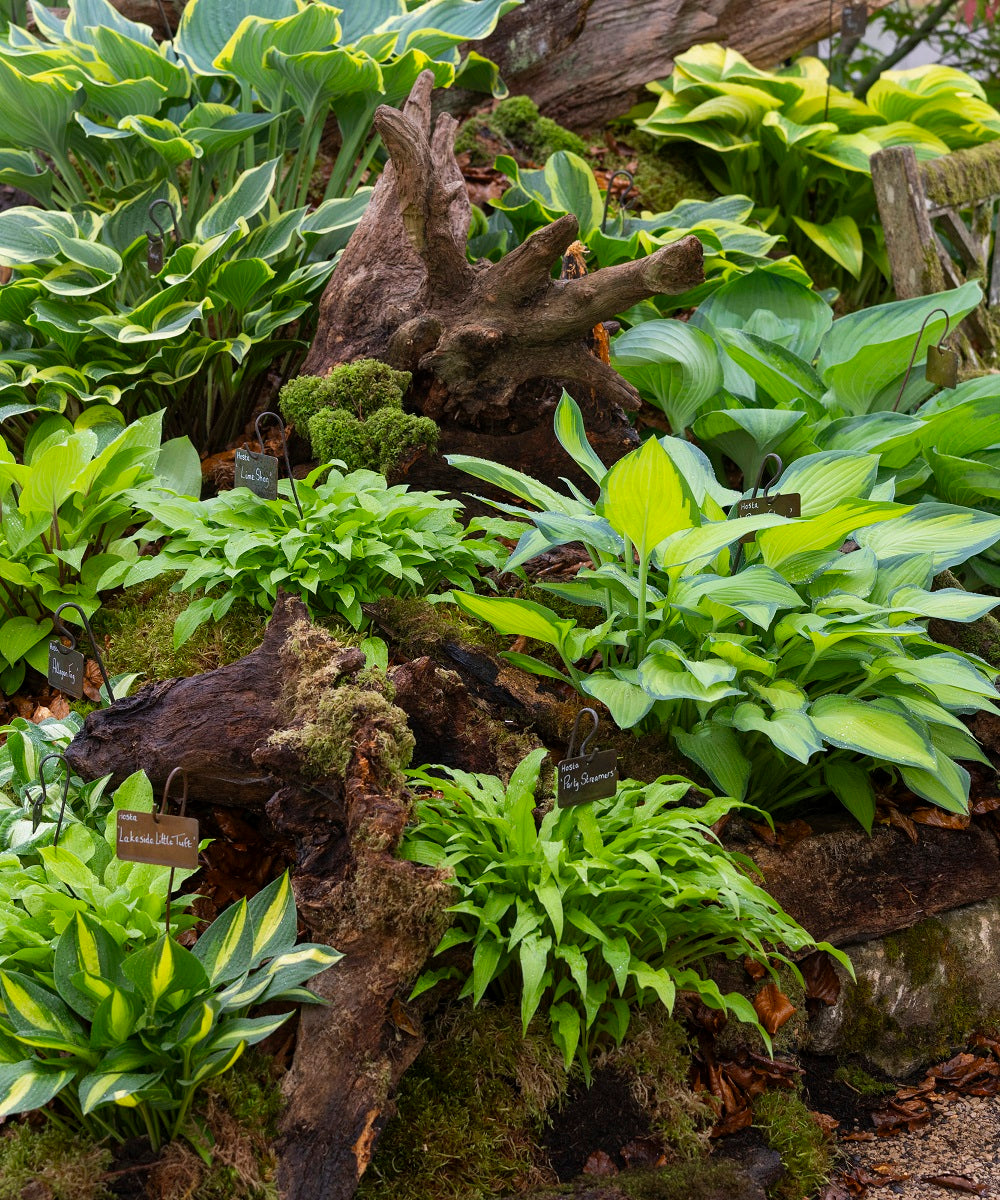 Growing Hostas