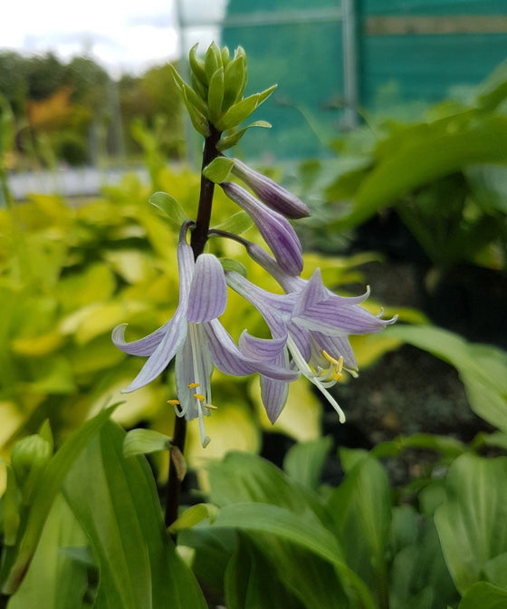 Flower Power - Some of Best Flowering Hostas