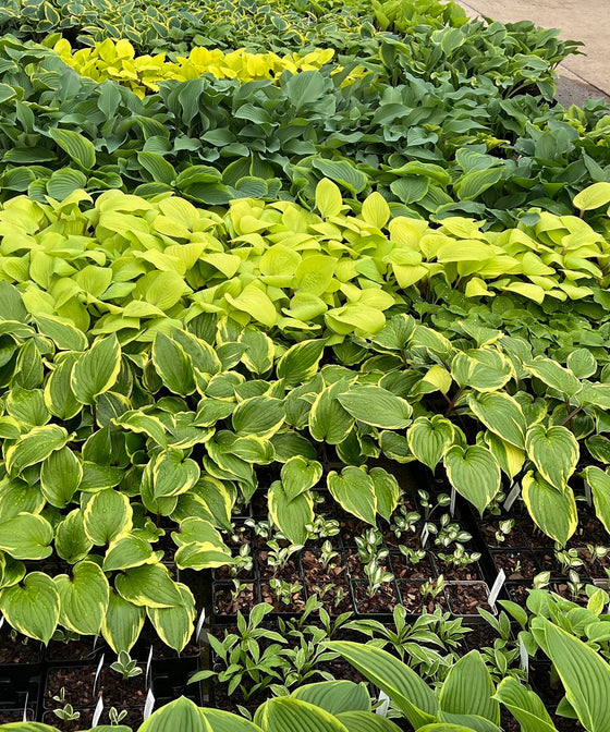 Why Cheap Hostas Often Cost More in the Long Run