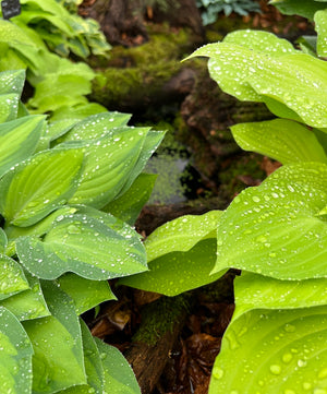 Organic Alternatives to Slug Pellets