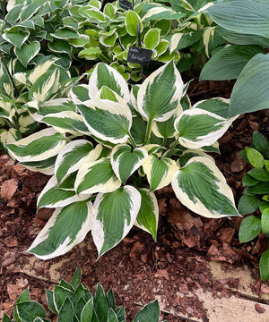 Understanding Tetraploid Hostas: Benefits, Varieties and Cultivation Tips