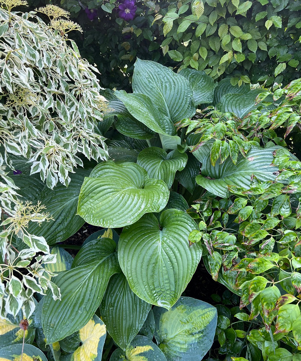 Green Hostas...Boring or Underrated?