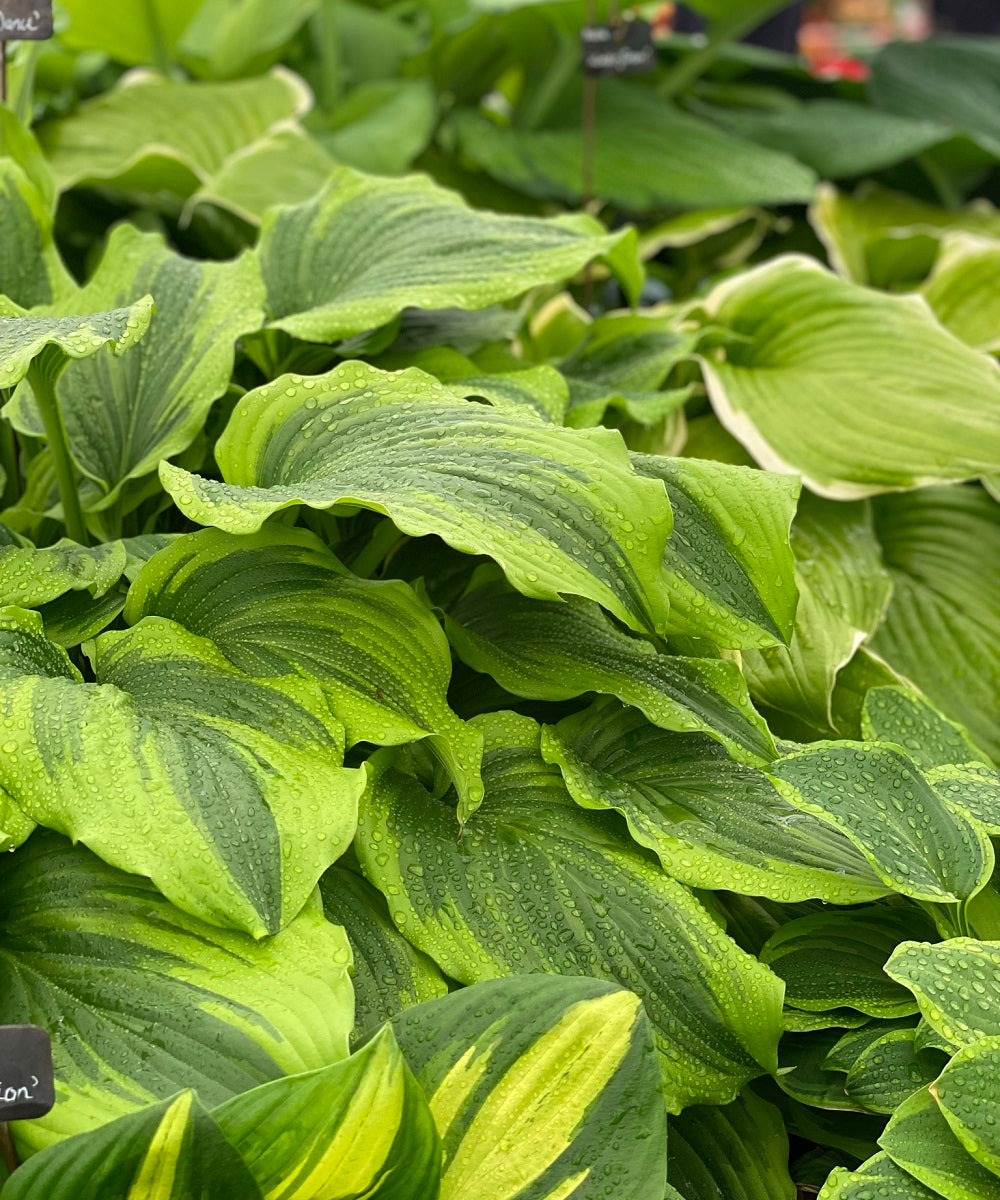 How to Choose the Right Hostas for Your Garden