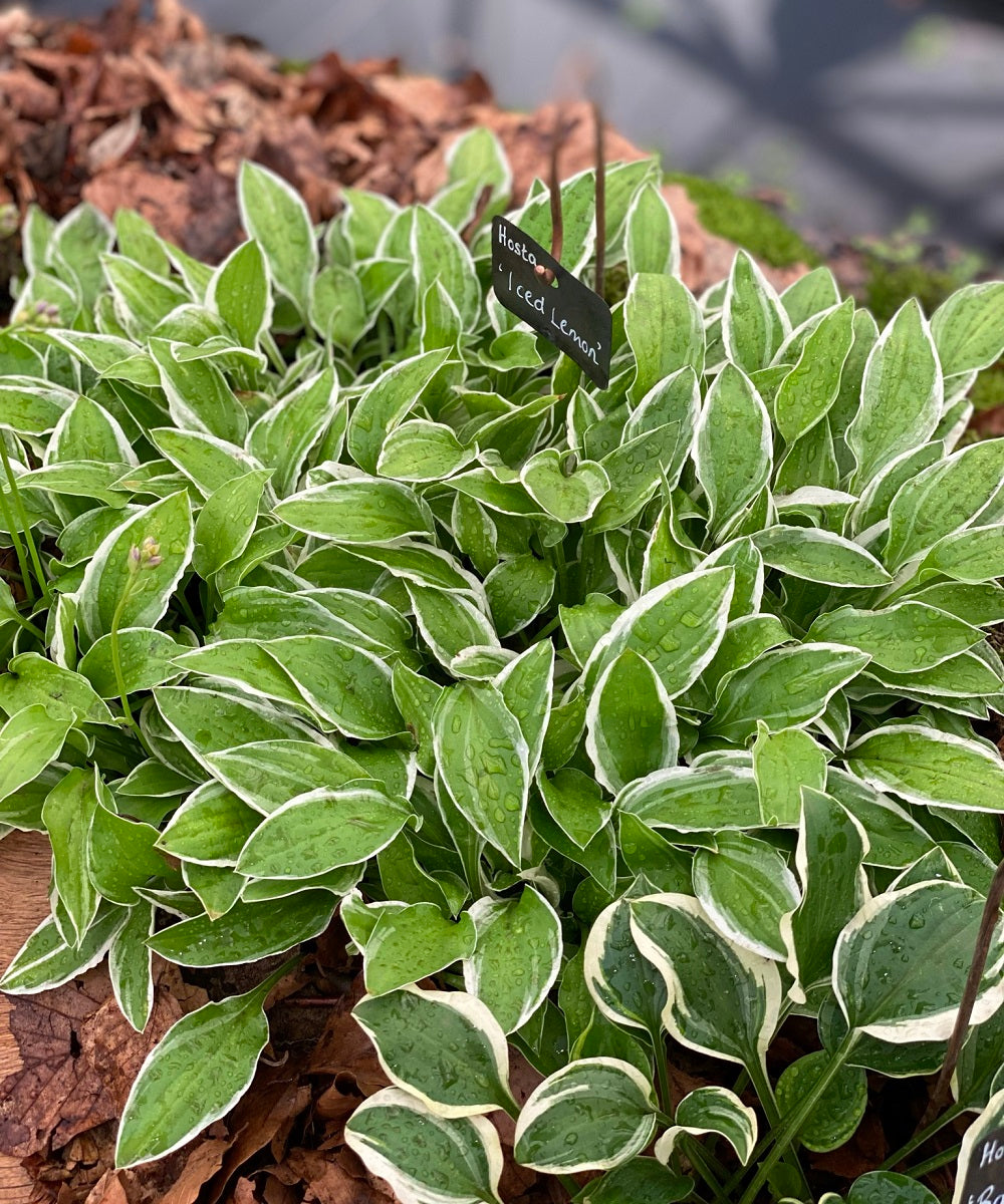 Mini Mix Hosta The Best Miniature Hostas For Beginners - Sienna Hosta