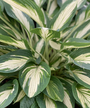 Hostas in Flower Arranging