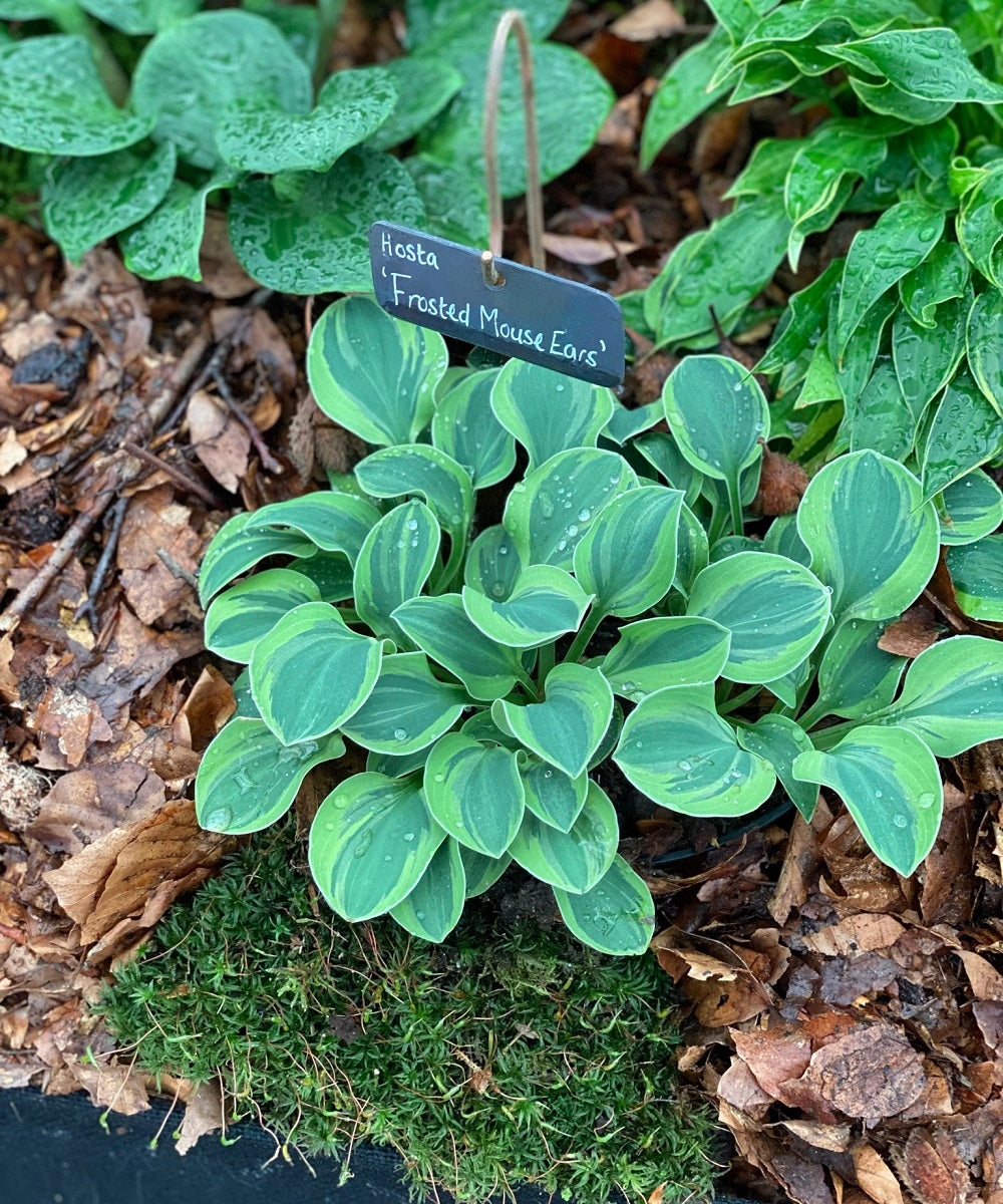 Sienna Hosta Blenheim Palace Mouse Series