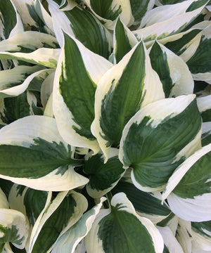 Where Do Hostas Come From?